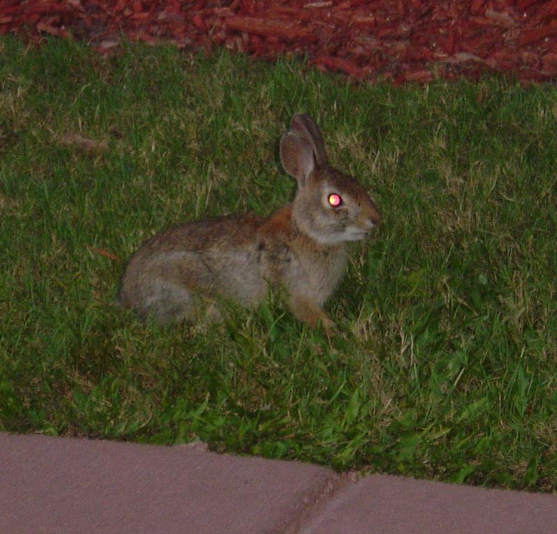 Disney Rabbit 6 24 07